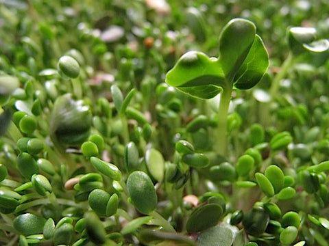 Nick's Hot Sprout Salad Mix