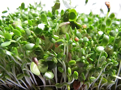 Nick's Hot Sprout Salad Mix