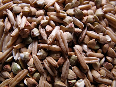 Oats and Groats Sprout Mix