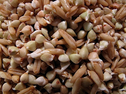 Oats and Groats Sprout Mix