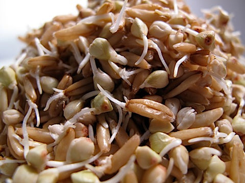 Oats and Groats Sprout Mix