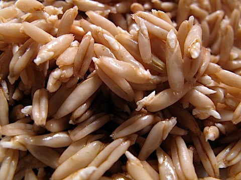 Oat Sprouts