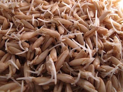 Oat Sprouts