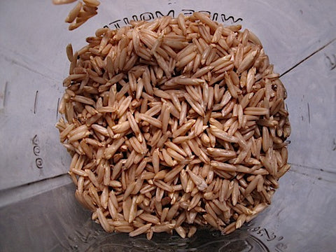 Oat Sprouts