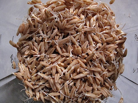 Oat Sprouts