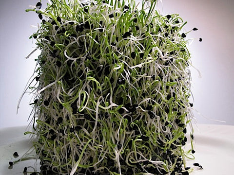 Onion Sprouts