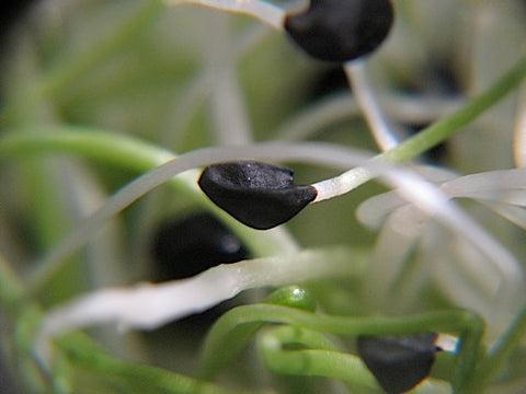 Onion Sprouts