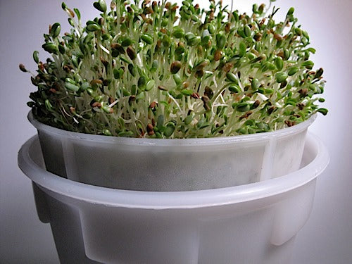 ※SPROUT※ Oriental Greens Sprout Mix – Sproutpeople