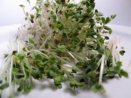 Oriental Greens Sprout Mix – Sproutpeople
