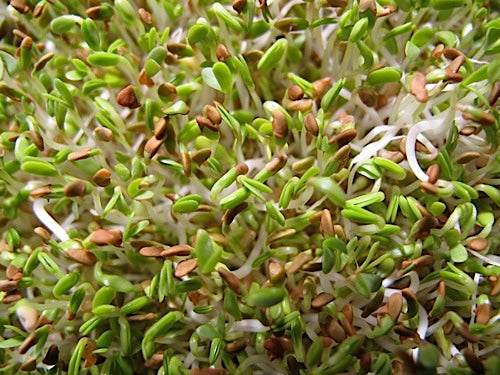 Oriental Greens Sprout Mix – Sproutpeople