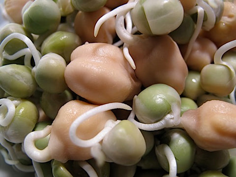 PeaBanzo Bean Sprout Mix