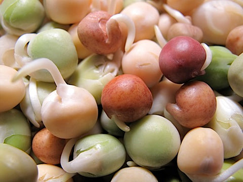 Pea Carnival Sprout Mix