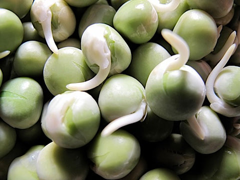 Green Pea Sprouts