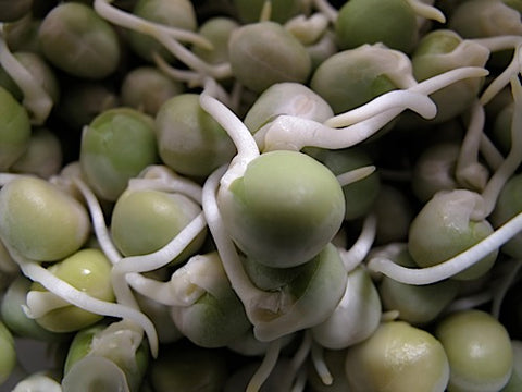 Green Pea Sprouts