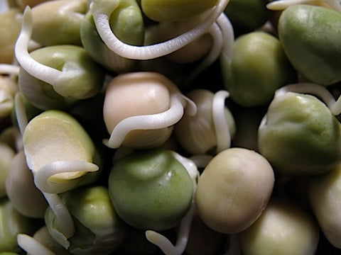 Marrowfat Pea Sprouts