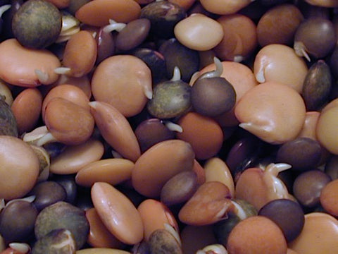 Peasant Mix Lentil Sprouts