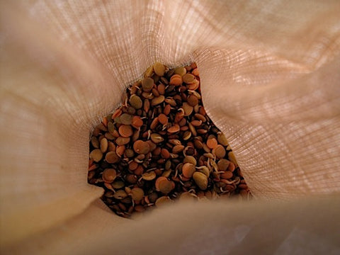 Peasant Mix Lentil Sprouts