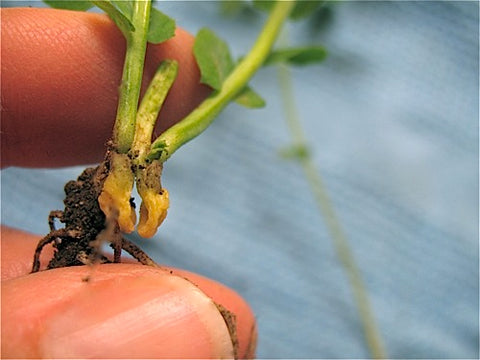 Pea Shoots