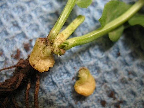 Pea Shoots