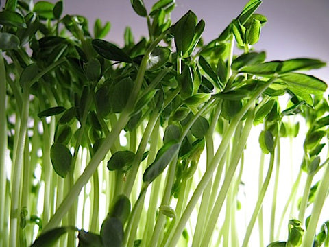 Pea Shoots