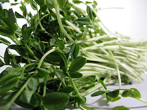 Pea Shoots