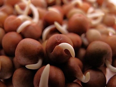 Speckled Pea Sprouts