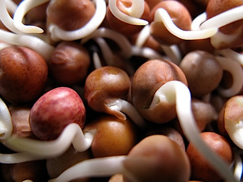 Speckled Pea Sprouts