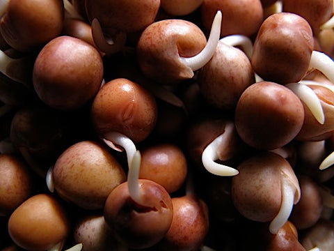 Speckled Pea Sprouts