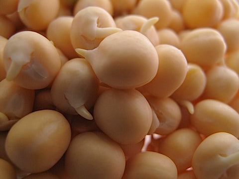 Yellow Pea Sprouts