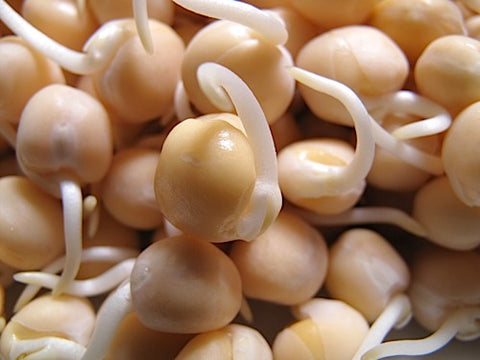 Yellow Pea Sprouts