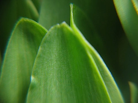 Popcorn Shoots