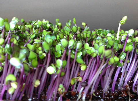 Purple Kohlrabi Micro-Greens