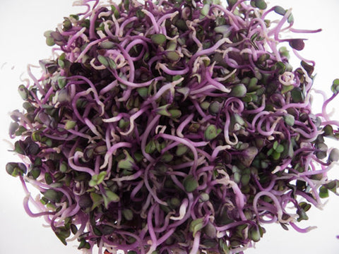 Kohlrabi Sprouts - Purple Kohlrabi