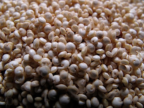 Quinoa Sprouts