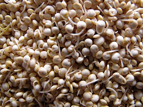 Quinoa Sprouts