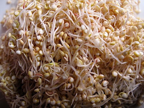 Quinoa Sprouts