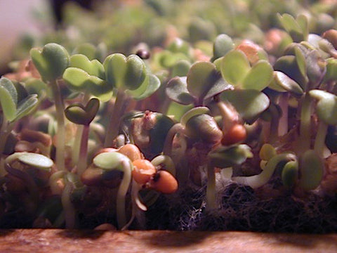 Radish Sprouts