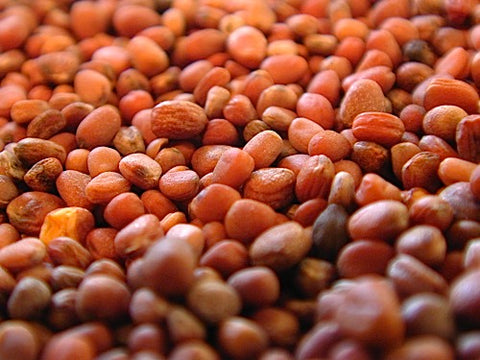 Radish Sprouts