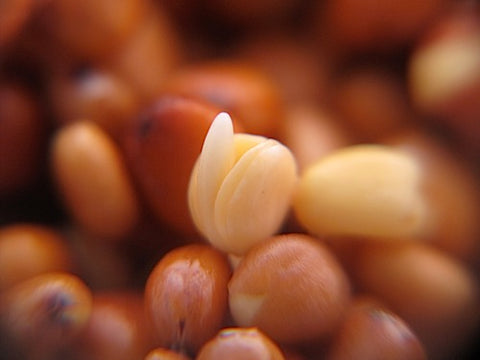 Radish Sprouts