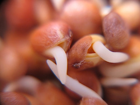 Radish Sprouts