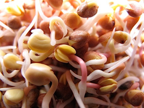 Radish Sprouts