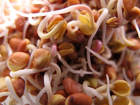 Radish Sprouts