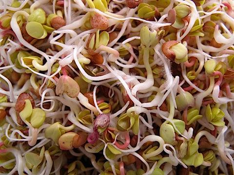 Radish Sprouts