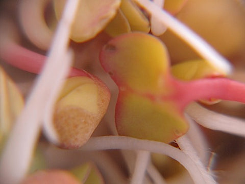 Radish Sprouts