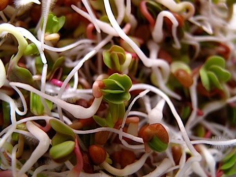 Radish Sprouts