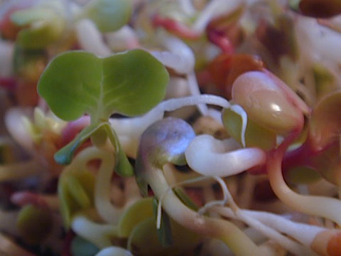 Radish Sprouts