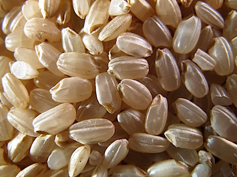 Brown Rice Sprouts