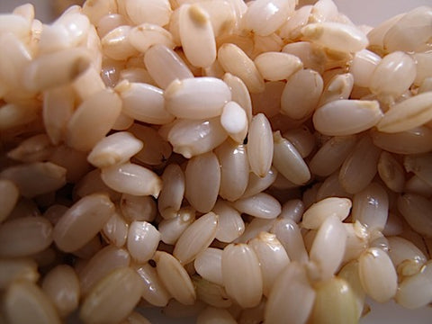 Brown Rice Sprouts