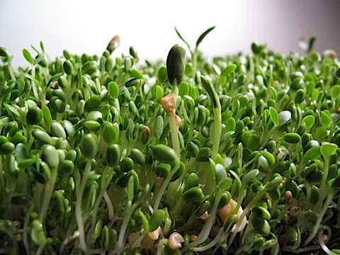 Russian Mix Sprouts