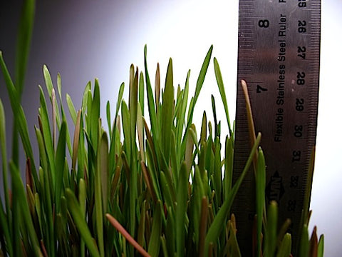 Rye Grass